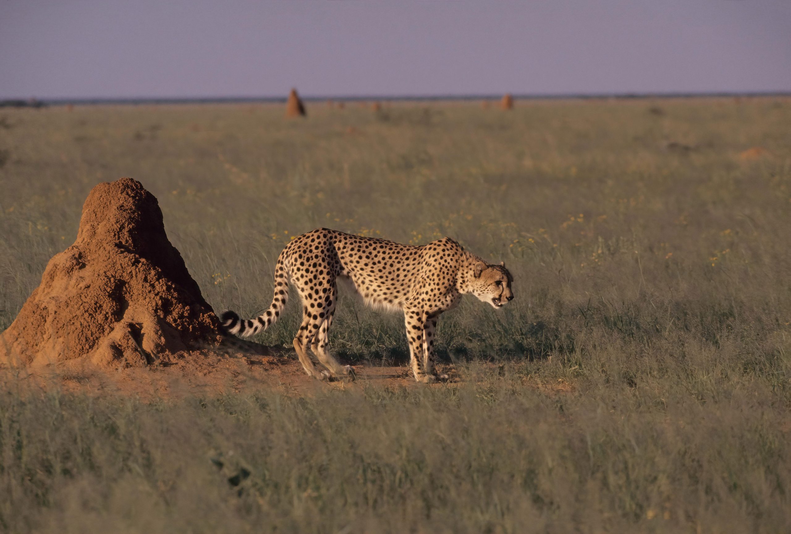 Gepard neben Termitenhügel