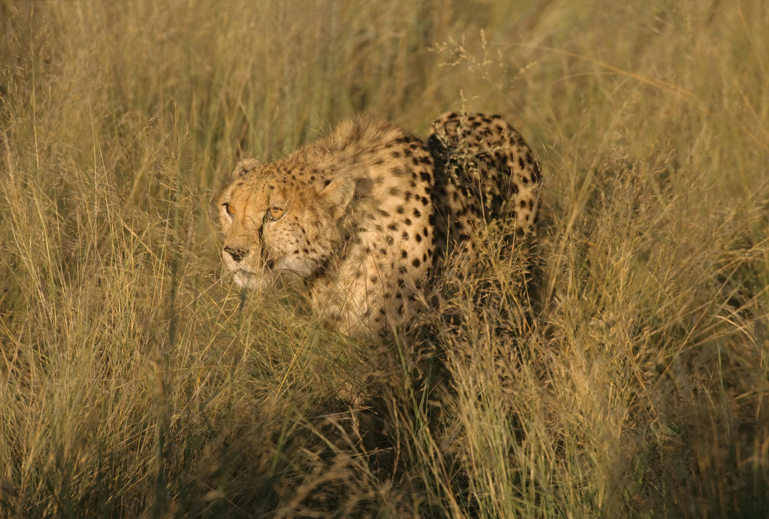 Gepard
