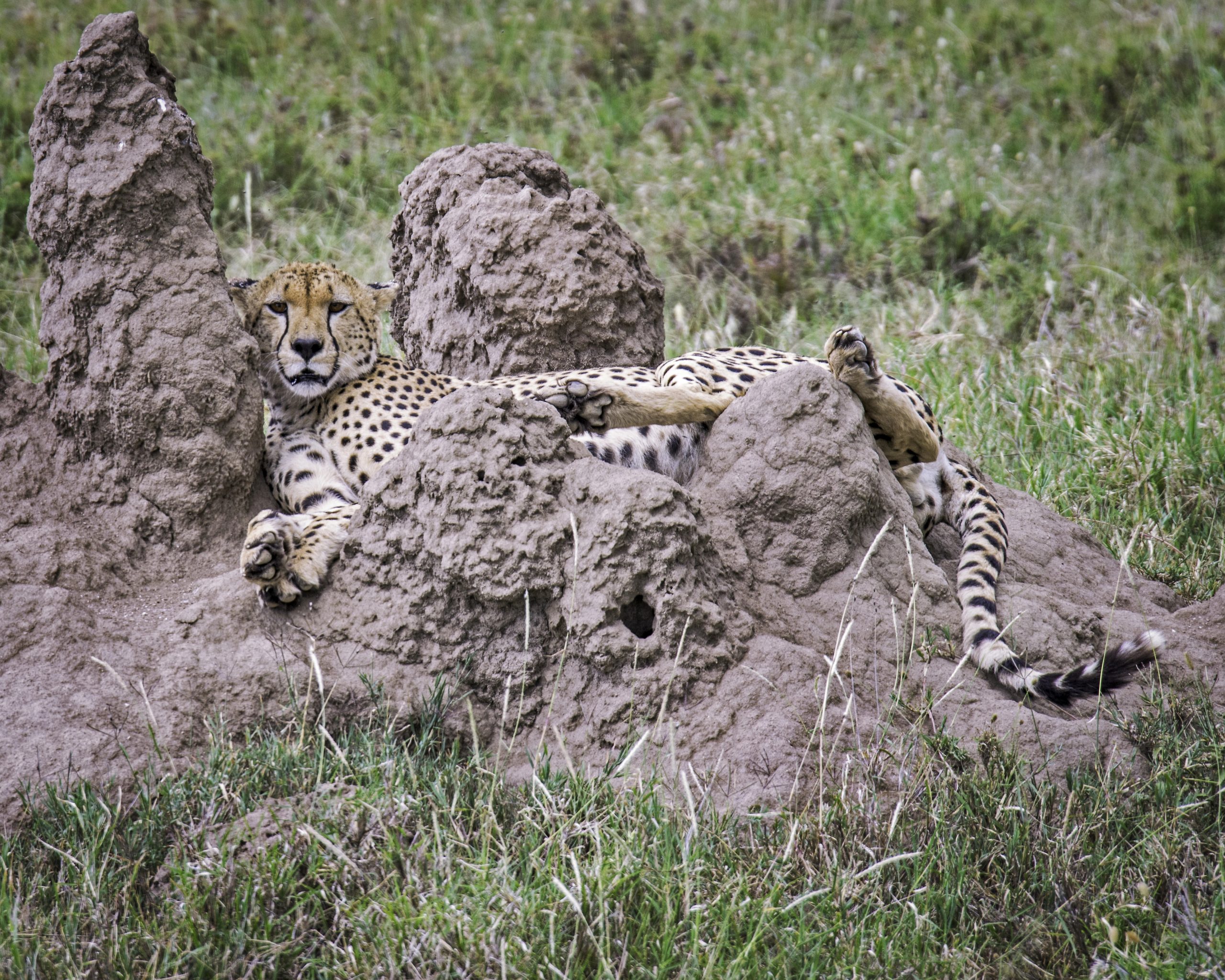 Liegender Gepard