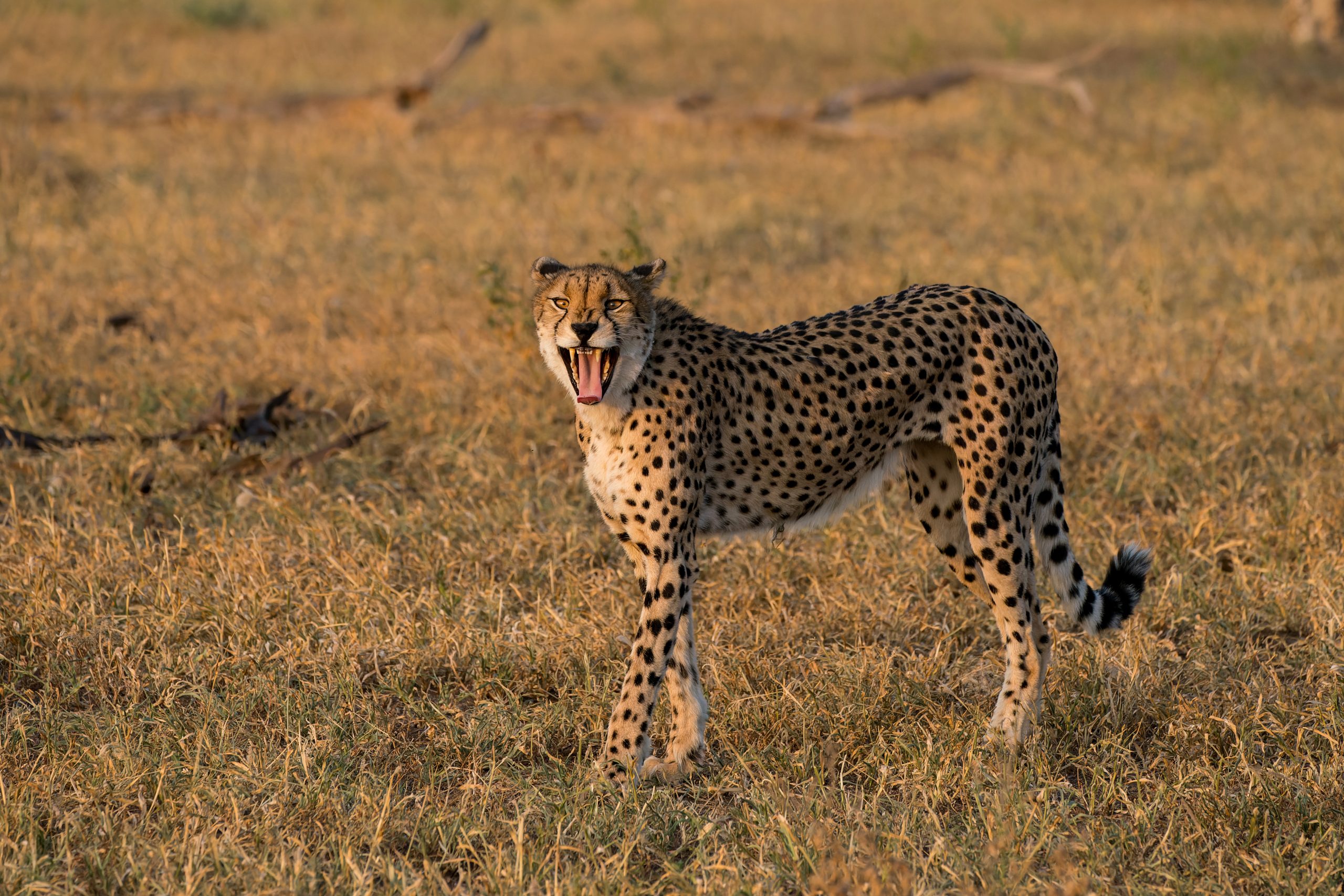Gepard