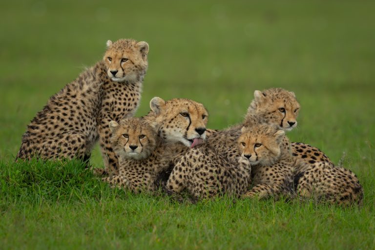 Gepardin liegt mit Jugen auf Gras in der Savanne.