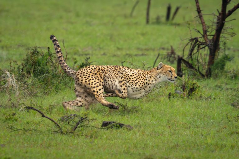 Gepard sprintet durch Gras