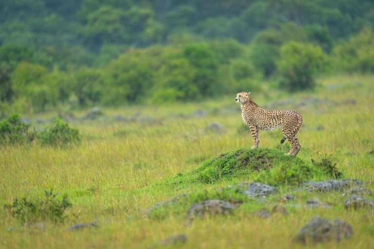 Gepard steht auf einem Termitenhügel