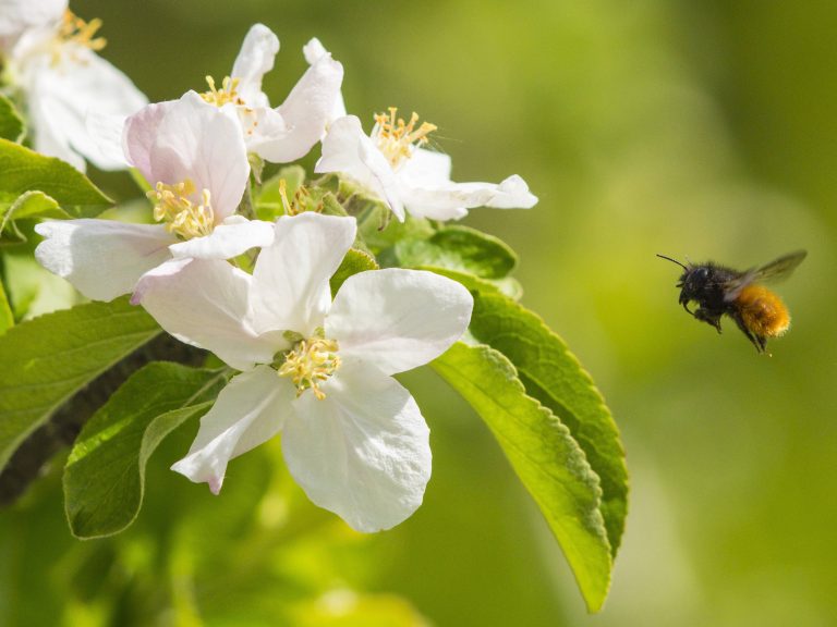 Zweifarbige Mauerbiene mit Apfelblüte