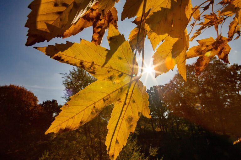 Herbstlaub