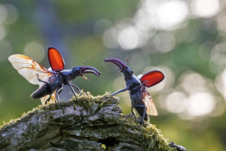 Kämpfende Hirschkäfer-Männchen
