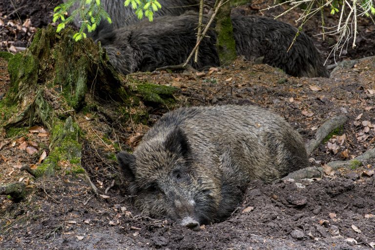 Schlafendes Wildschwein