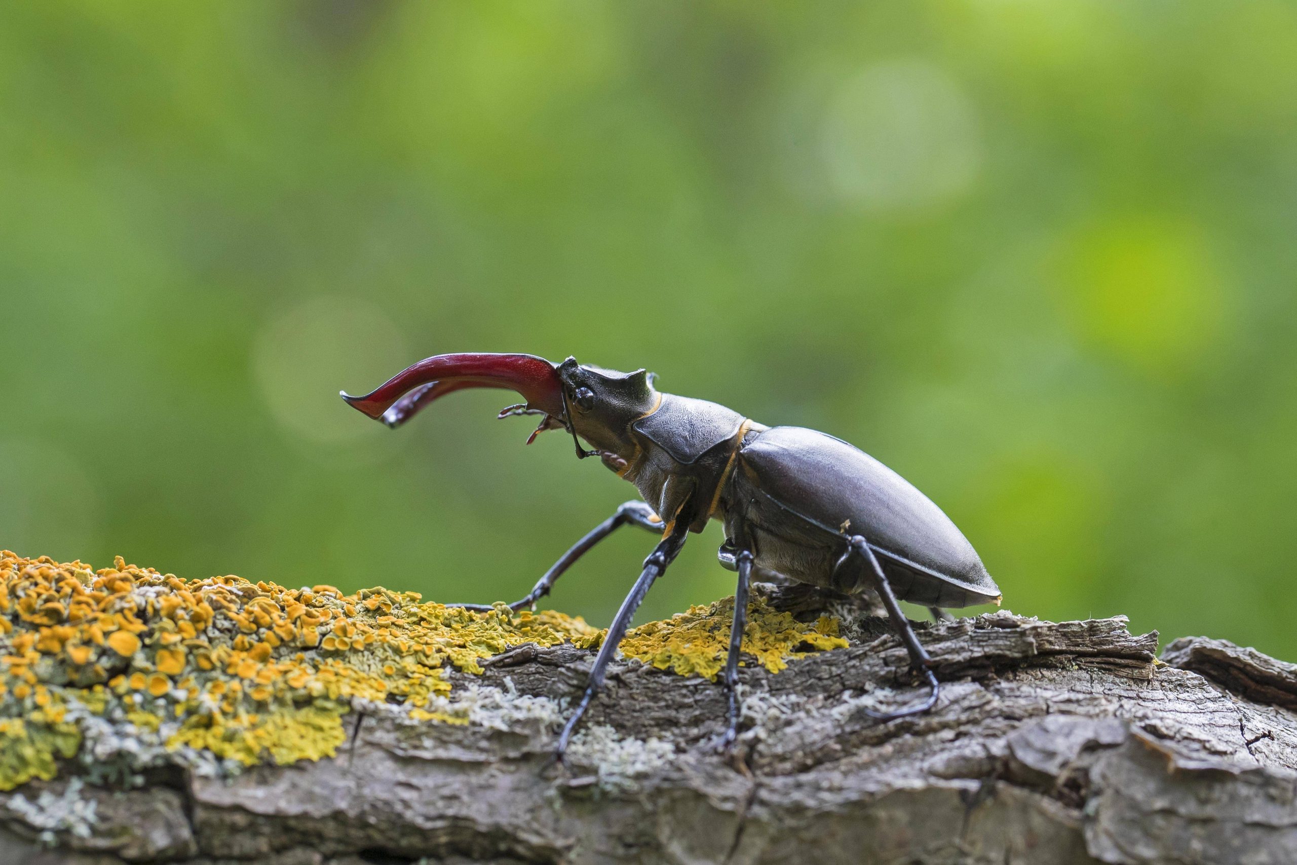 Männlicher Hirschkäfer