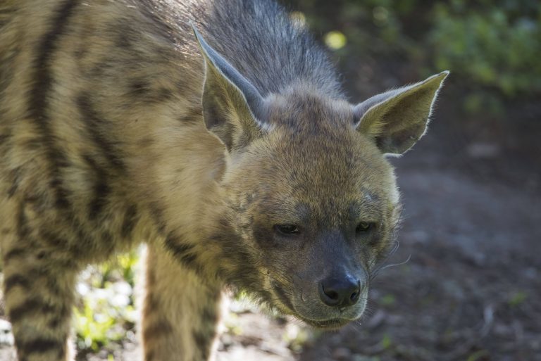 Streifenhyäne