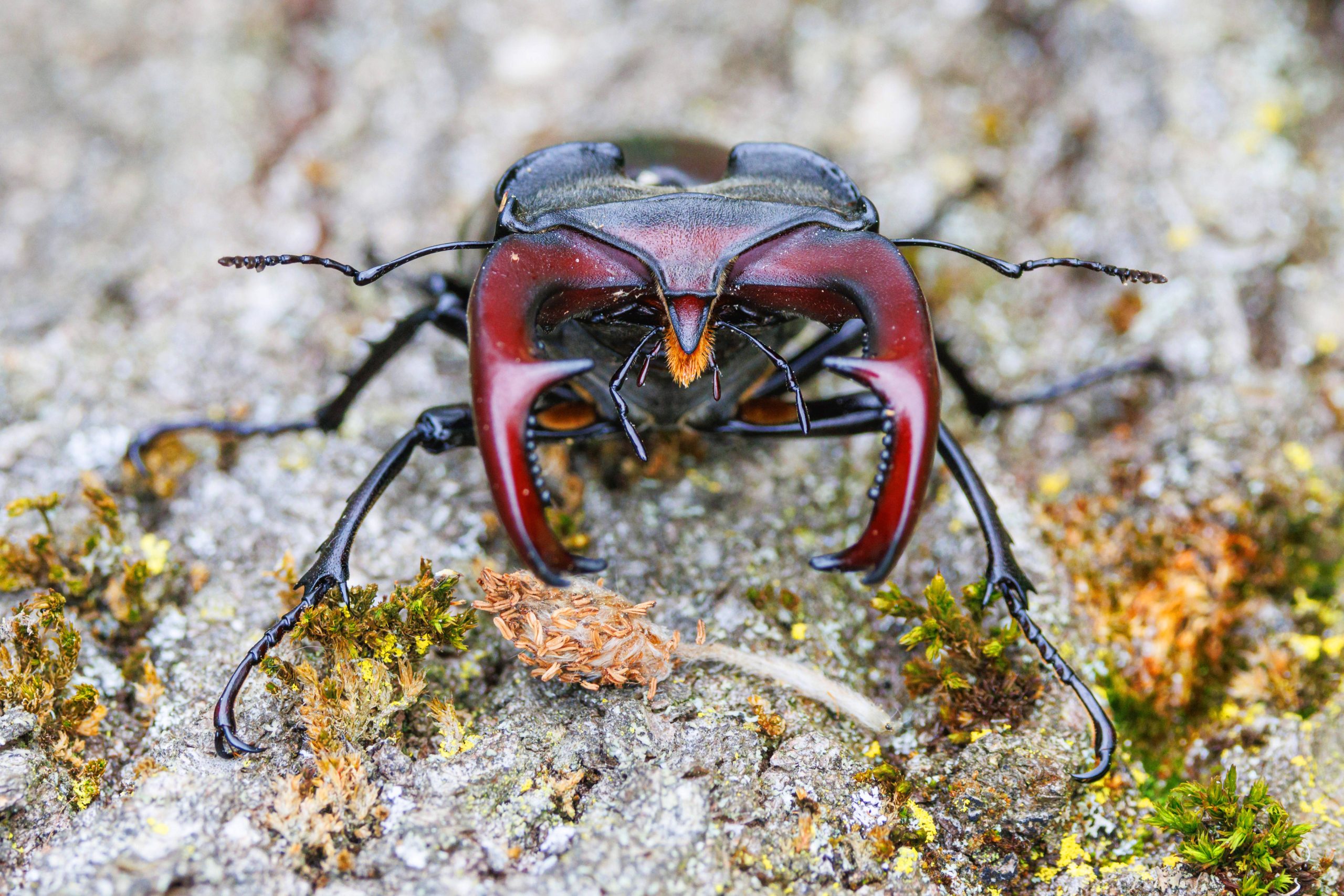 Männlicher Hirschkäfer