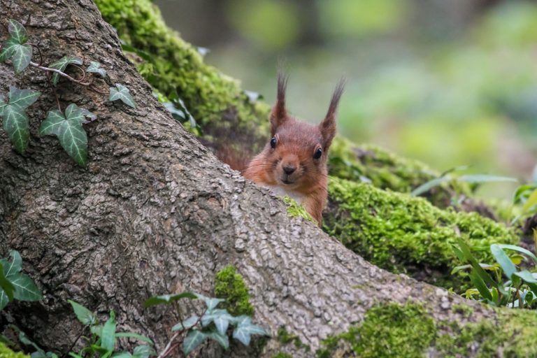 Eichhörnchen