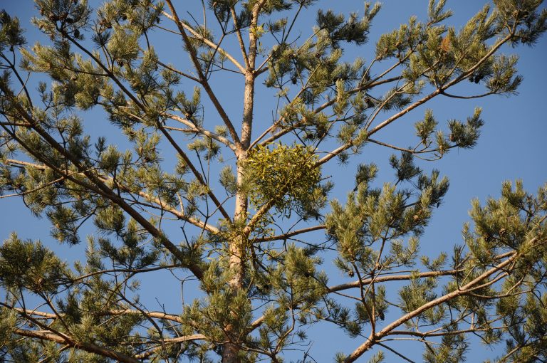Waldkiefer mit gut sichtbaren Astquirlen