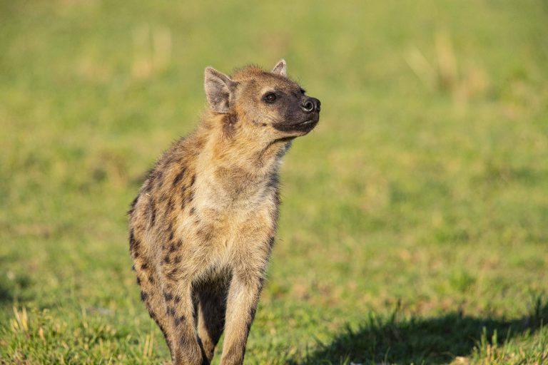 Tüpfelhyäne