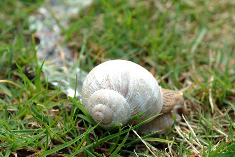 Weinbergschnecke