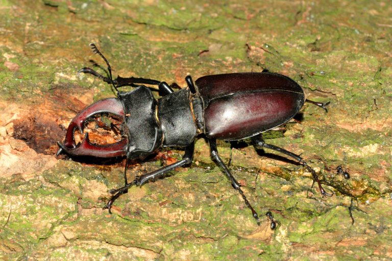 Hirschkäfer trinkt Baumsaft Lucanus cervus