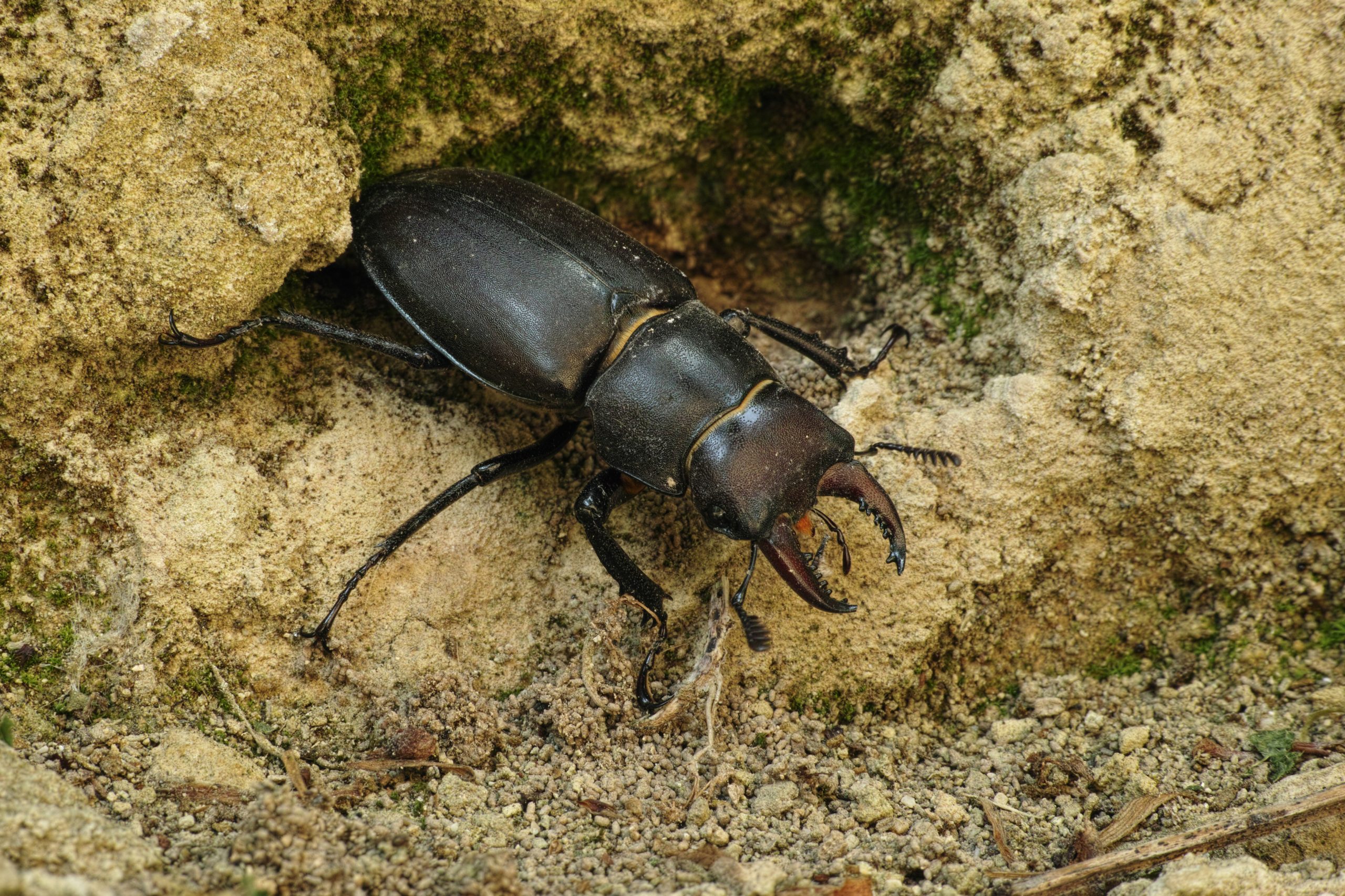 Weiblicher Hirschkäfer