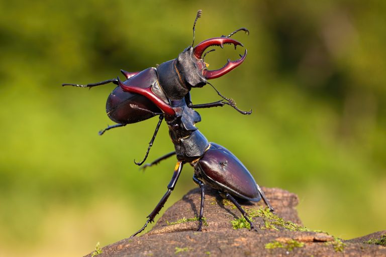 Kämpfende Hirschkäfer-Männchen