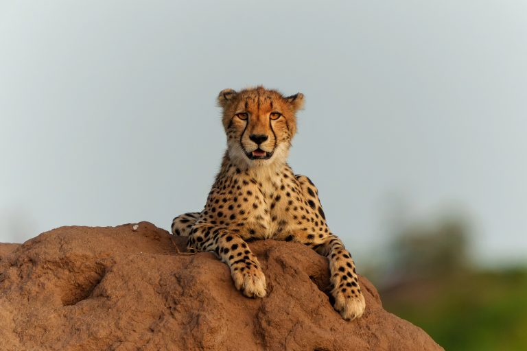 Gepard liegt auf Termitenhügel