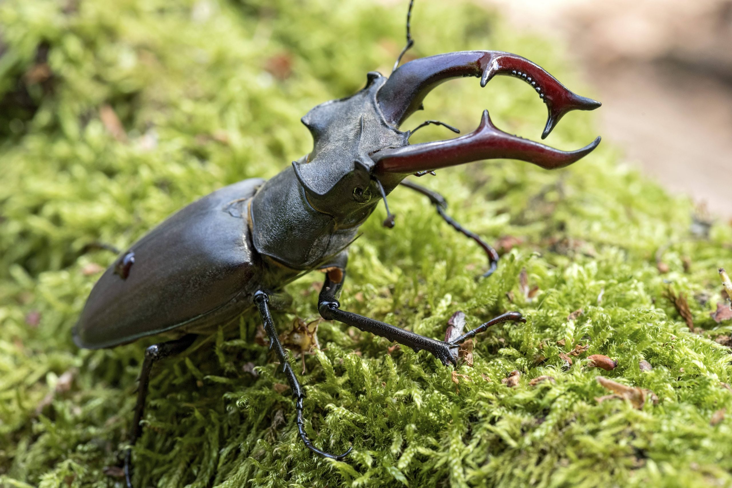 Männlicher Hirschkäfer