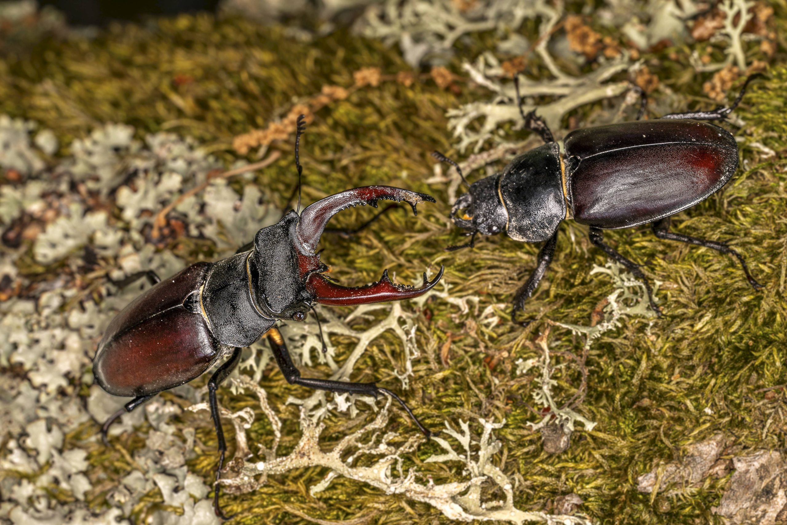 Hirschkäfer