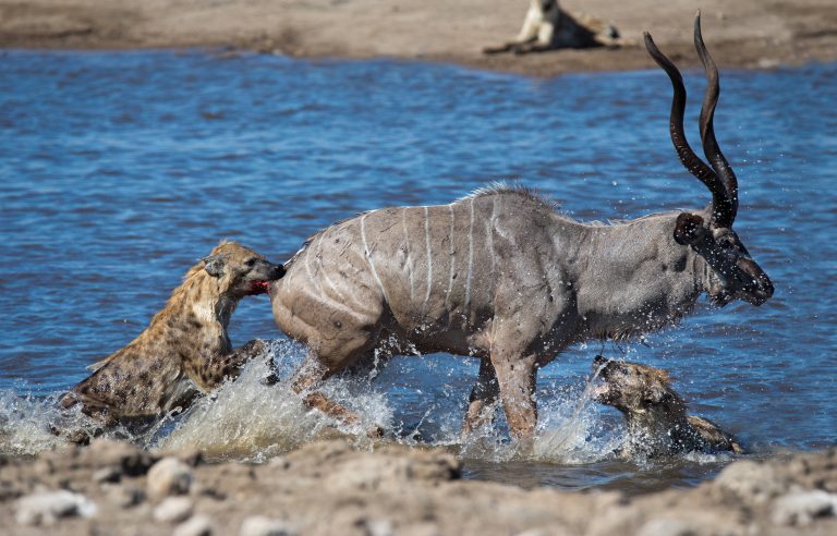 Tüpfelhyäne beim Jagen