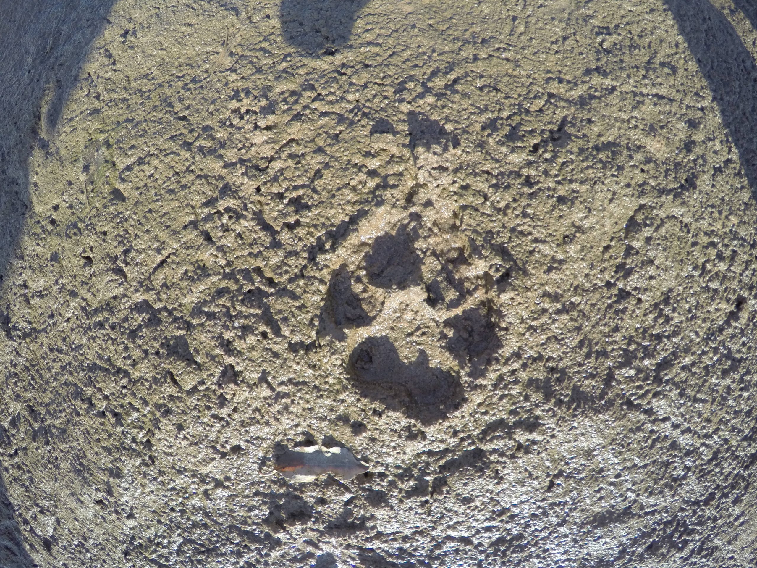 Fussabdruck einer Hyäne