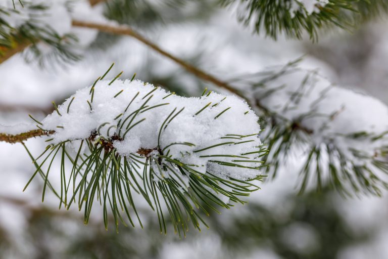 Schnee auf Nadelbaum