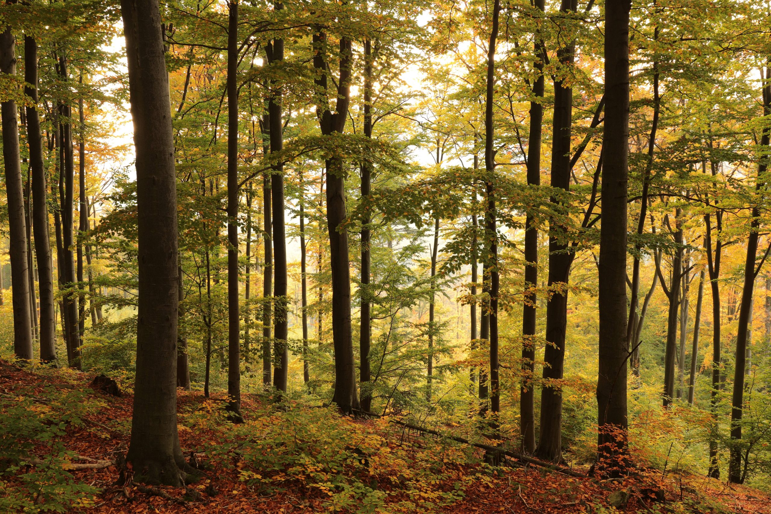 Wald im Herbst
