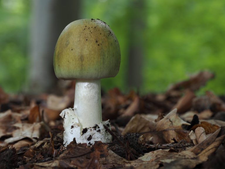 Grüner Knollenblätterpilz