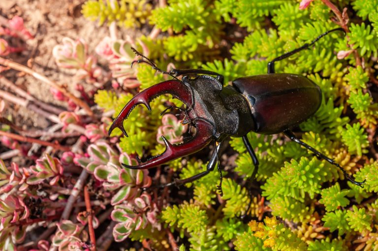 Männlicher Hirschkäfer