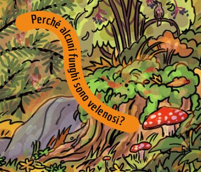 Soluzione cerca e trova nel bosco