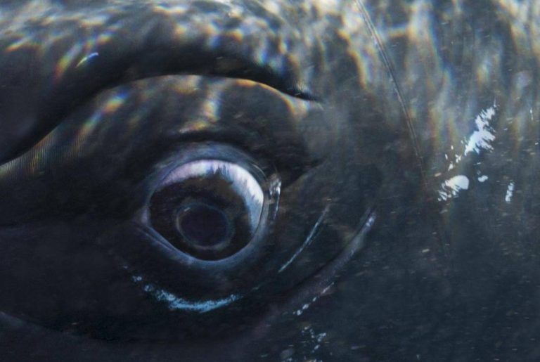 Wem gehört dieses Auge?