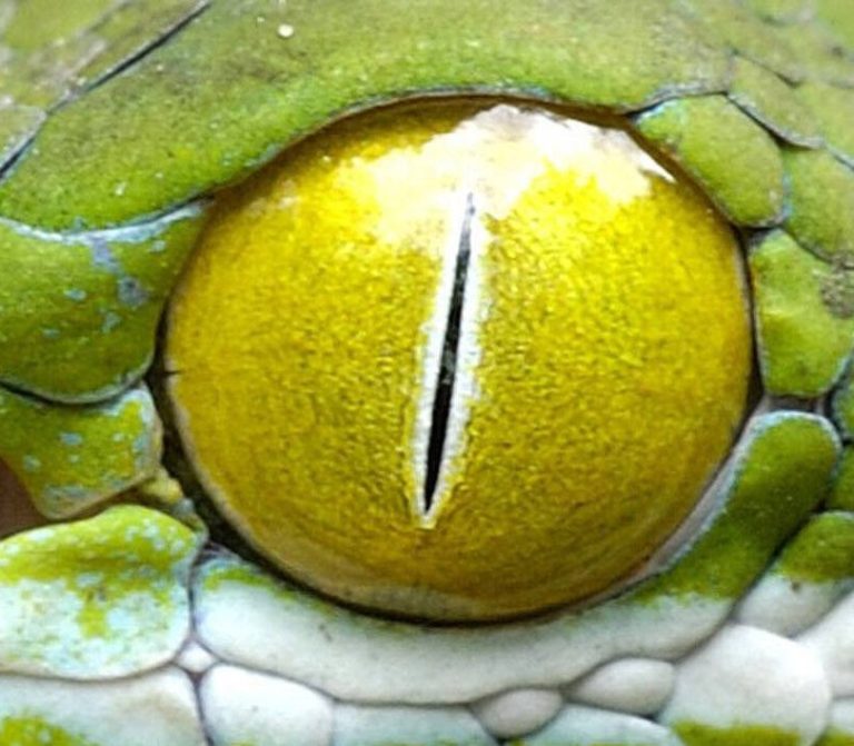 Wem gehört dieses Auge?