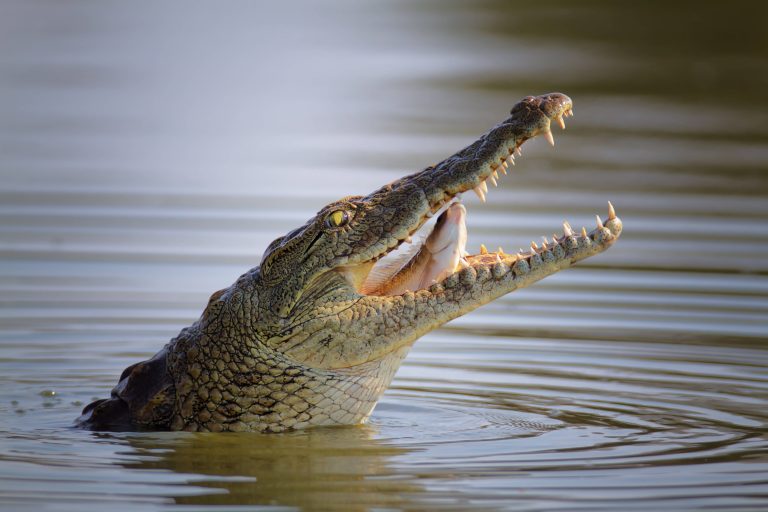 Nilkrokodil mit Fisch