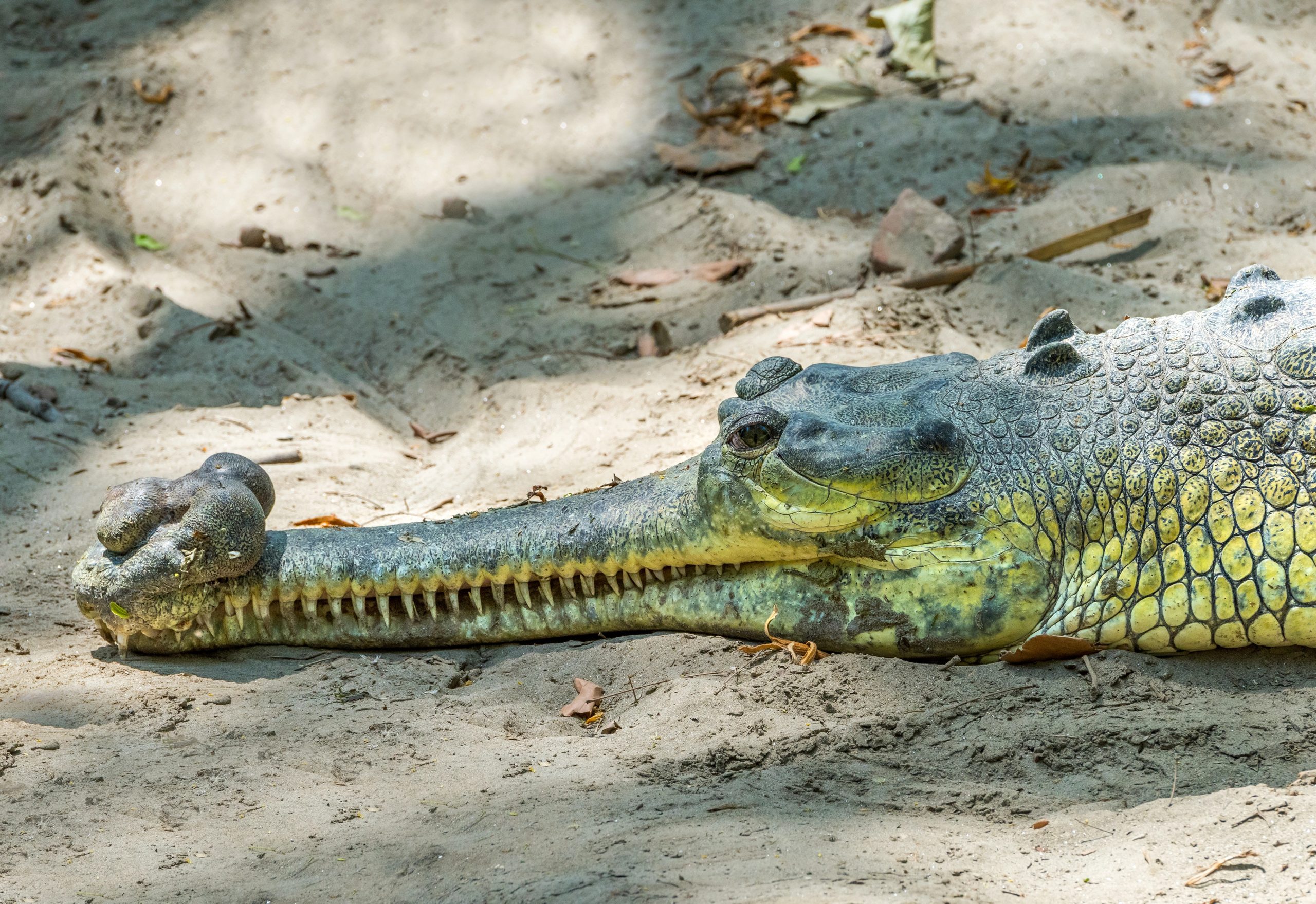 Gangesgavial