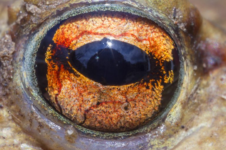 Wem gehört dieses Auge?