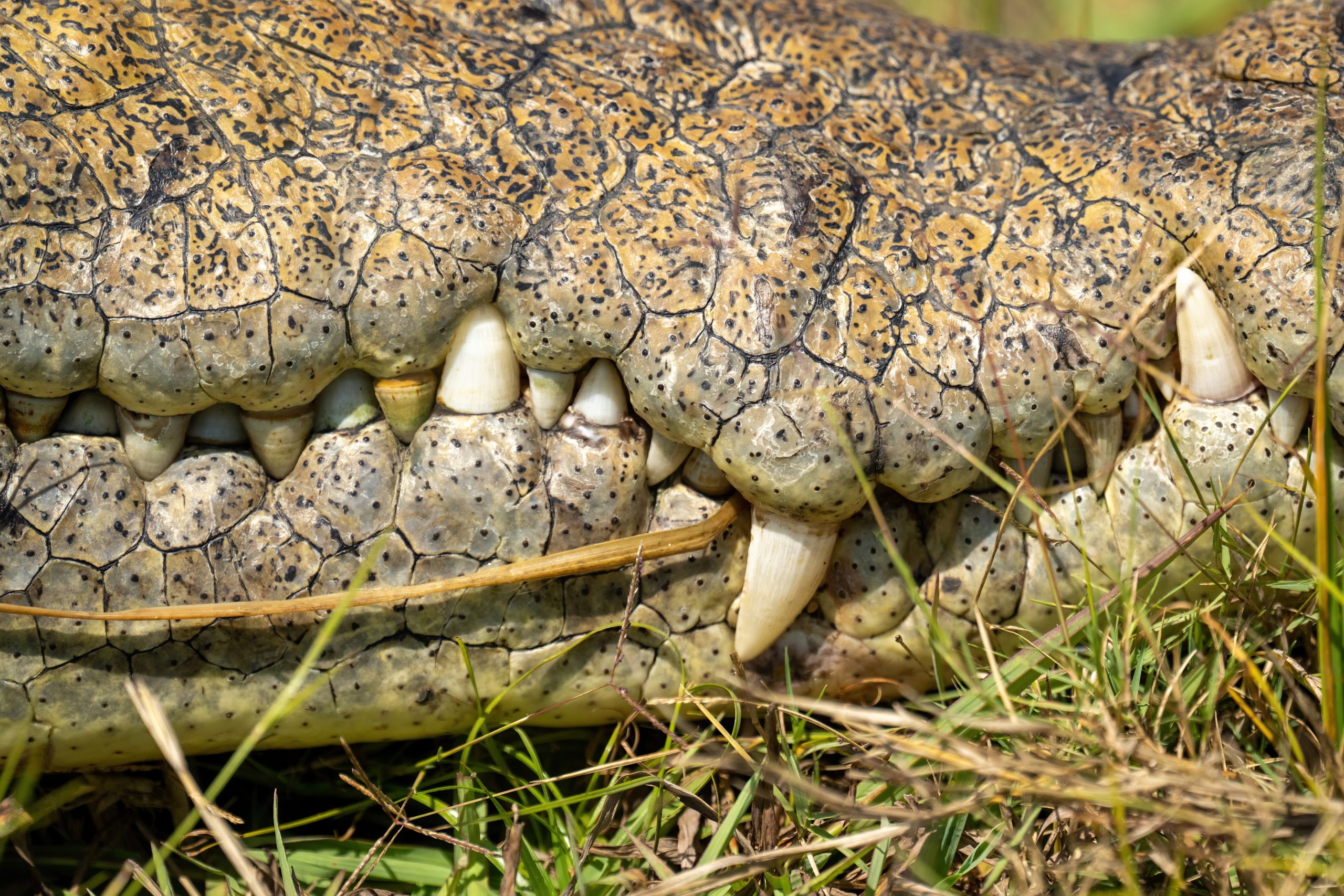 Zähne eines Nilkrokodils