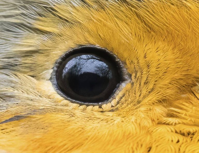 Wem gehört dieses Auge?