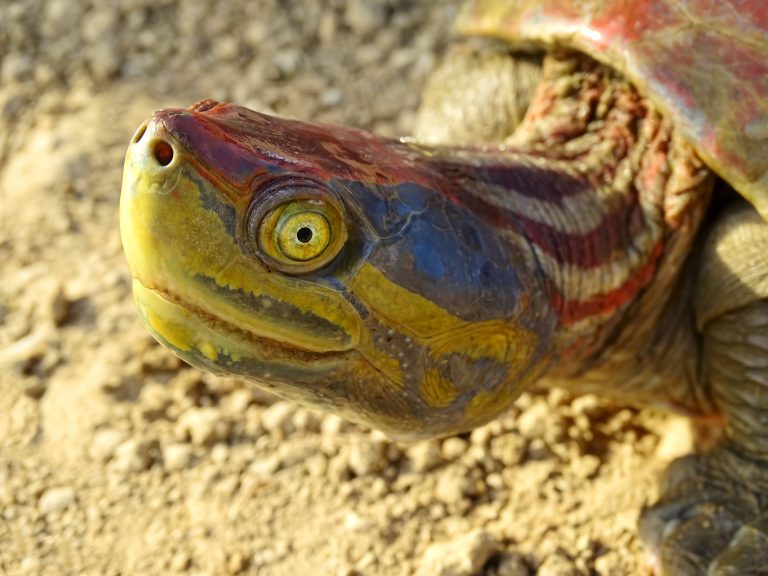 Südliche Batagur-Schildkröte