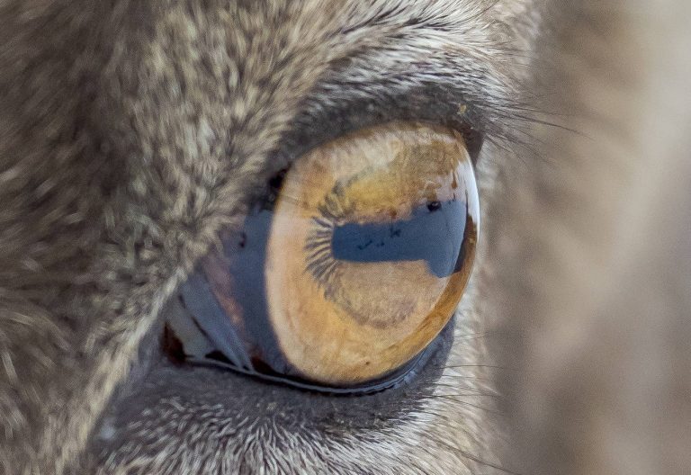 Wem gehört dieses Auge?