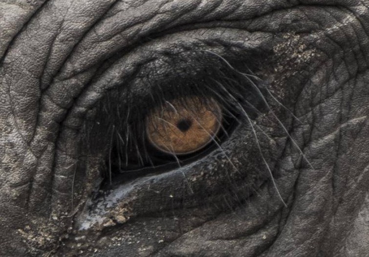 Wem gehört dieses Auge?