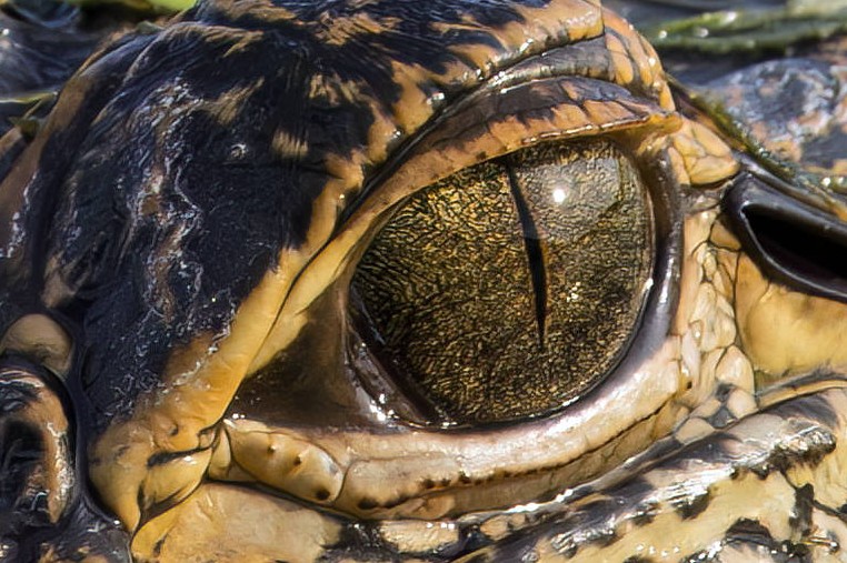 Wem gehört dieses Auge?
