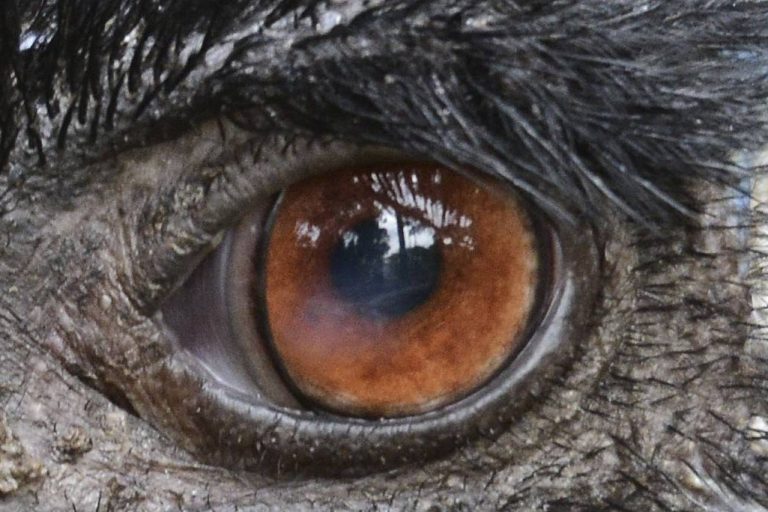 Wem gehört dieses Auge?