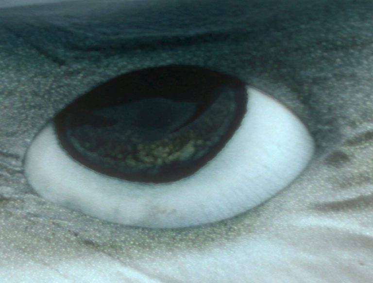 Wem gehört dieses Auge?