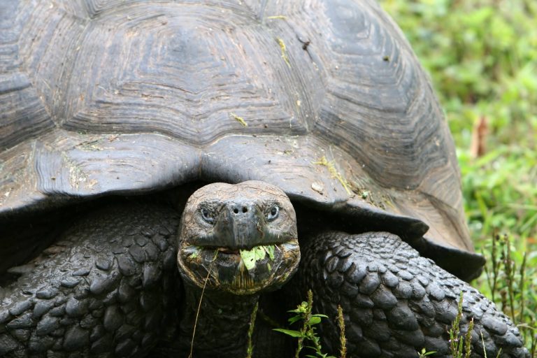 Galapagos-Riesenschildkröte