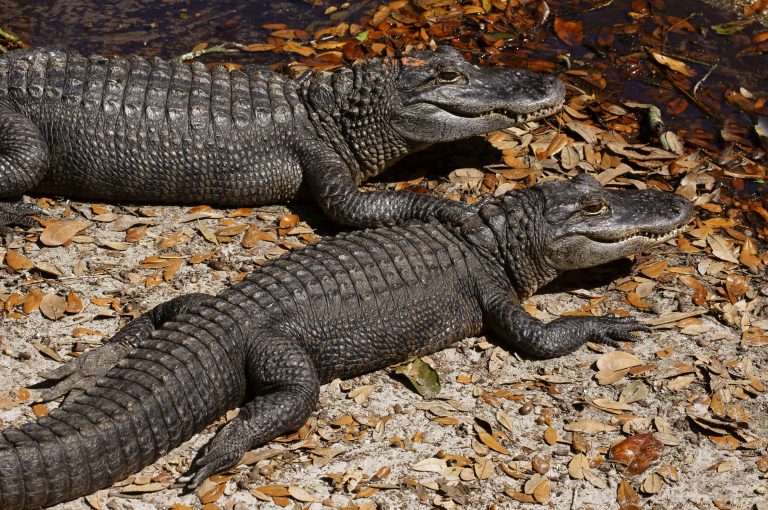 Mississippi-Alligator