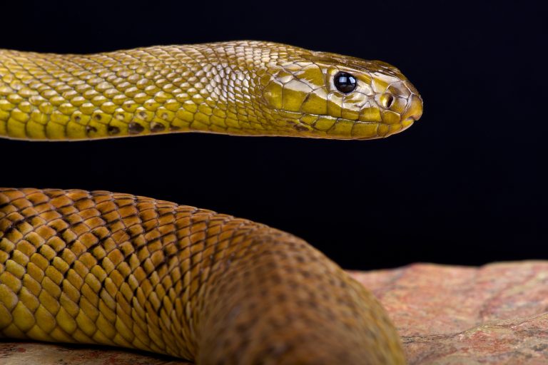 Inland-Taipan