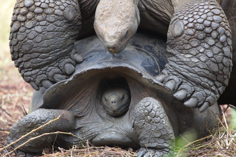 Galapagos-Riesenschildkröten