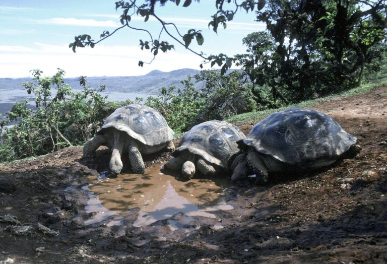 Galapagos-Riesenschildkröten versammelt an einer Wasserpfütze