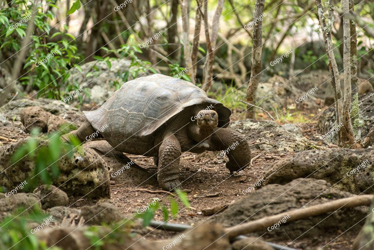 Galapagos-Riesenschildkröte